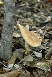 Xanthoconium purpureum image