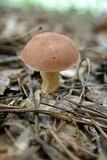 Xanthoconium purpureum image