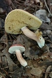 Xanthoconium purpureum image
