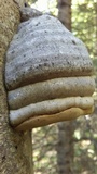 Fomes excavatus image