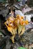 Craterellus odoratus image