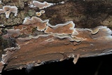 Gloeoporus dichrous image