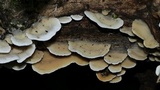 Gloeoporus dichrous image