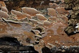 Gloeoporus dichrous image