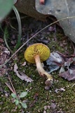Phylloporus rhodoxanthus image