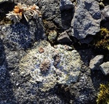 Placopsis lambii image