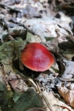 Butyriboletus frostii image