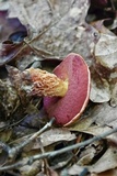 Butyriboletus frostii image