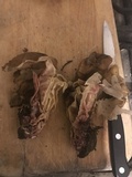 Gyromitra californica image