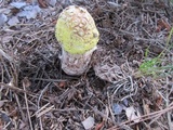 Amanita flavorubens image
