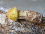 Amanita flavorubens image