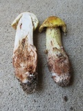 Amanita flavorubens image