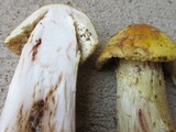Amanita flavorubens image
