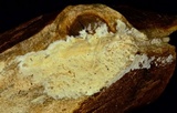 Phanerodontia magnoliae image