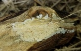 Phanerodontia magnoliae image
