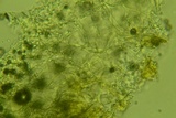 Phanerodontia magnoliae image