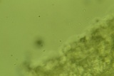 Phanerodontia magnoliae image