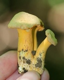 Byssomerulius corium image