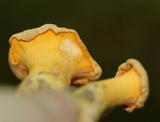 Byssomerulius corium image