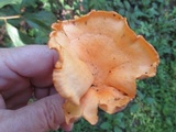 Cantharellus lateritius image