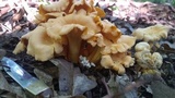 Byssomerulius corium image