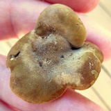 Tapinella atrotomentosa image