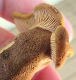 Tapinella atrotomentosa image