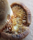 Tapinella atrotomentosa image