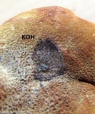 Tapinella atrotomentosa image
