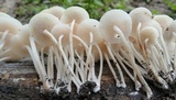 Filoboletus manipularis image