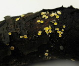 Dasyscyphus bicolor image