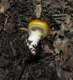 Floccularia albolanaripes image