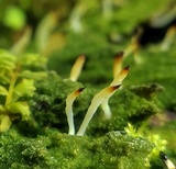 Multiclavula mucida image
