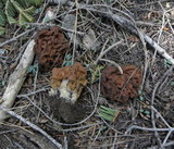 Gyromitra montana image