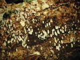 Henningsomyces candidus image