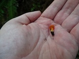 Hygrocybe miniata image