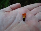 Hygrocybe miniata image