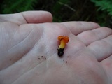 Hygrocybe miniata image