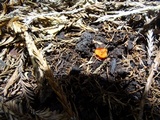 Hygrocybe miniata image