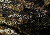 Henningsomyces candidus image