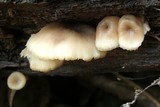 Lentinellus micheneri image