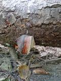 Fomitopsis mounceae image