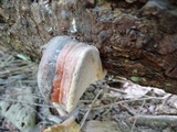 Fomitopsis mounceae image