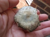 Russula parvovirescens image