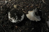 Hygrophorus subalpinus image