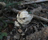Hygrophorus subalpinus image