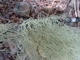 Usnea dasopoga image