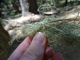 Usnea dasopoga image