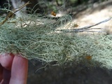 Usnea dasopoga image