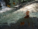 Usnea dasopoga image